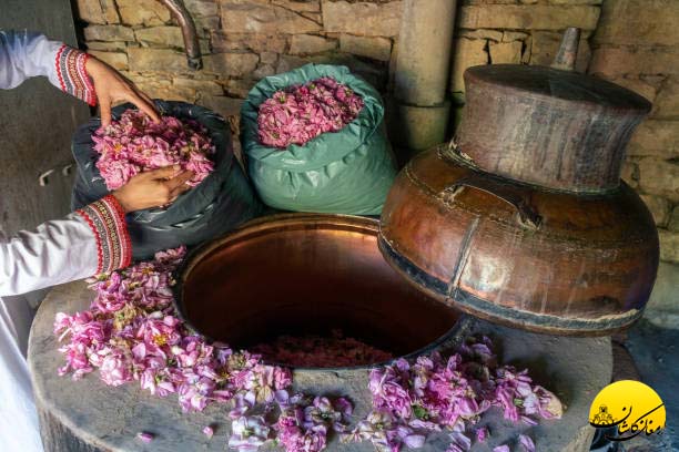 قصه گل محمدی تا گلاب: روند تولید، تقطیر، کنترل کیفیت در کارگاه ارمغان کاشان فرایند گلابگیری